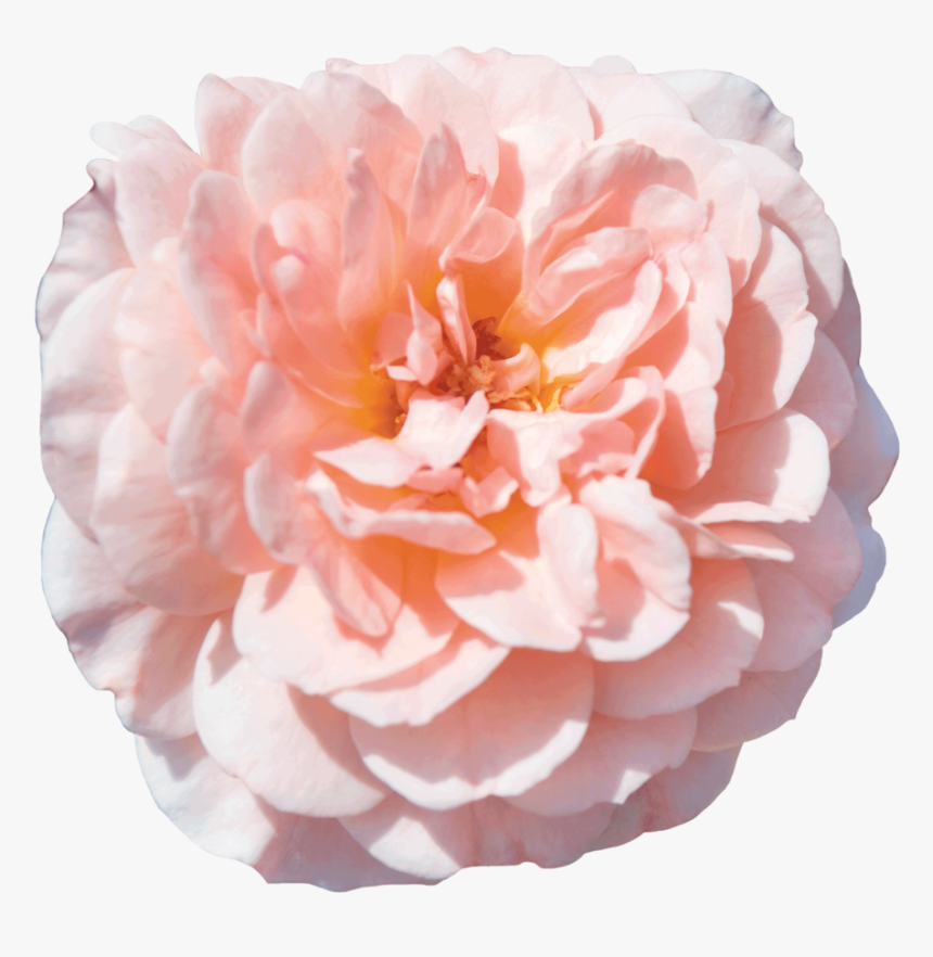 Apricot Drift® - Apricot Drift Rose, HD Png Download