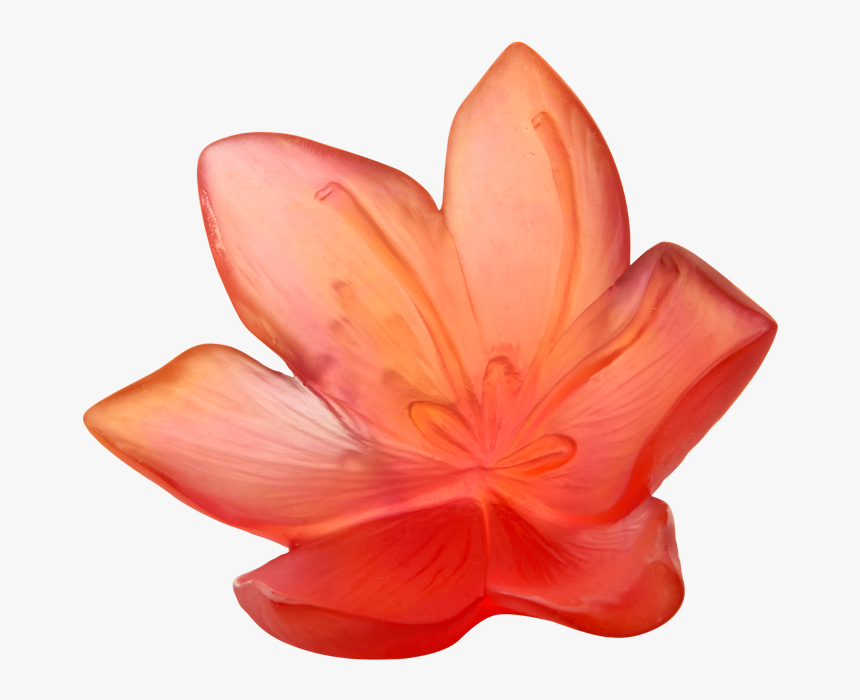 Lily, HD Png Download