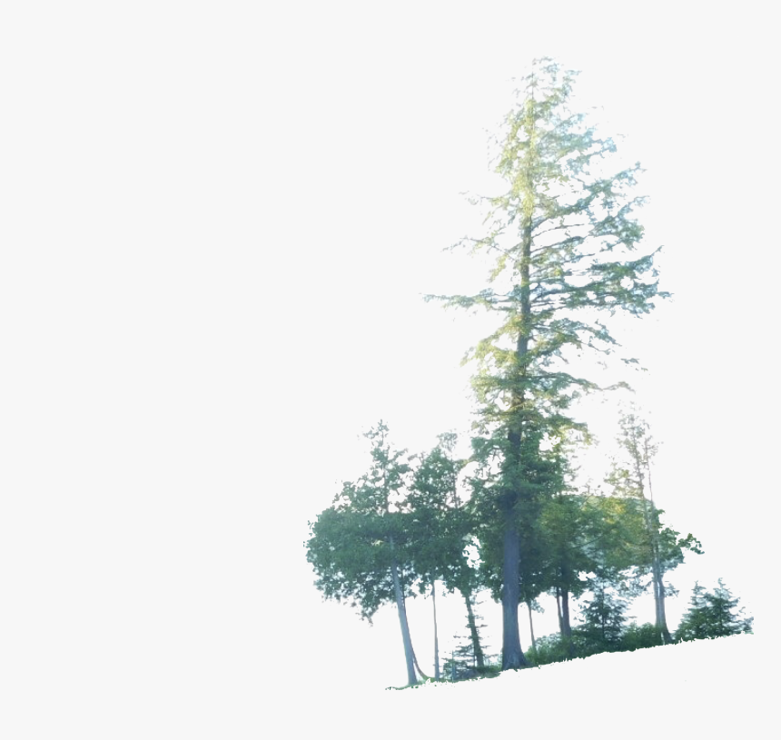 Red Pine, HD Png Download