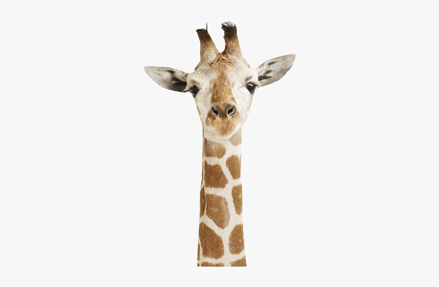 #cute #giraffe #animal#freetoedit - Happy Monday Don T Forget To Be Awesome, HD Png Download