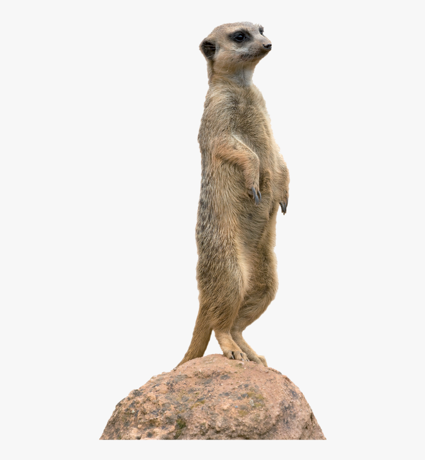 Meerkat Animal Mongoose Clip Art - Meerkat Png, Transparent Png