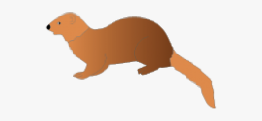 Mongoose Clipart Clip Art - Ferret, HD Png Download