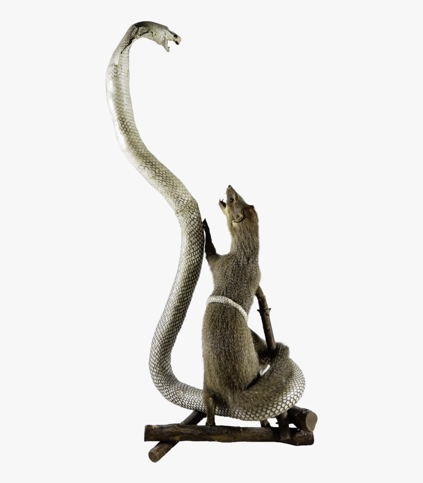 L1002723 Copy - Mongoose Vs Cobra Transparent, HD Png Download