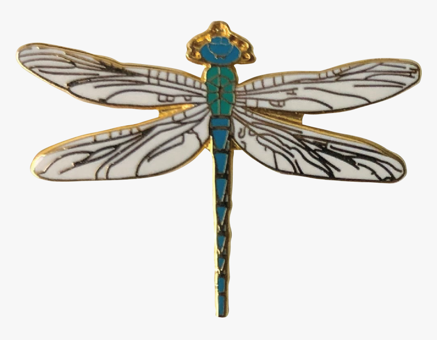 Net-winged Insects, HD Png Download