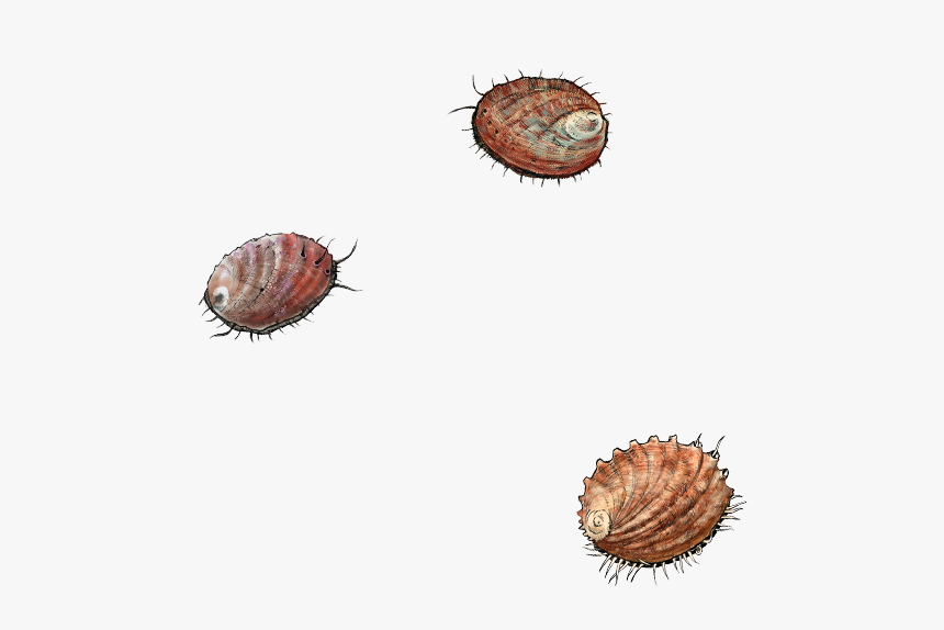 Cockle, HD Png Download