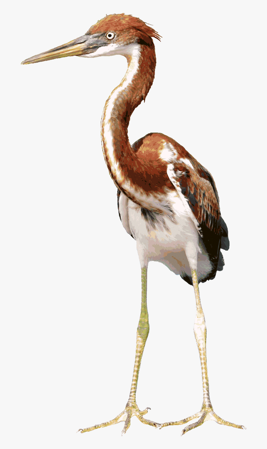 Download Heron Background Png - Crane Animal Animation, Transparent Png