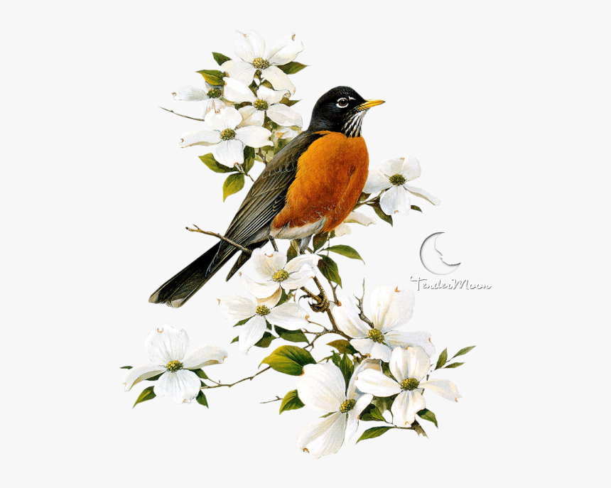 American Load Pngmart - Roger Tory Peterson Artwork, Transparent Png