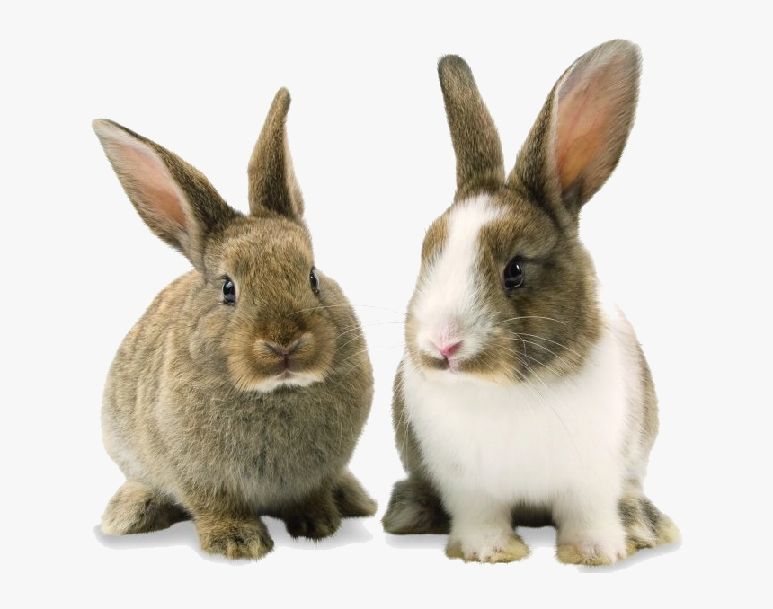 Rabbit Bunny Png Background Image - Rabbit Png, Transparent Png