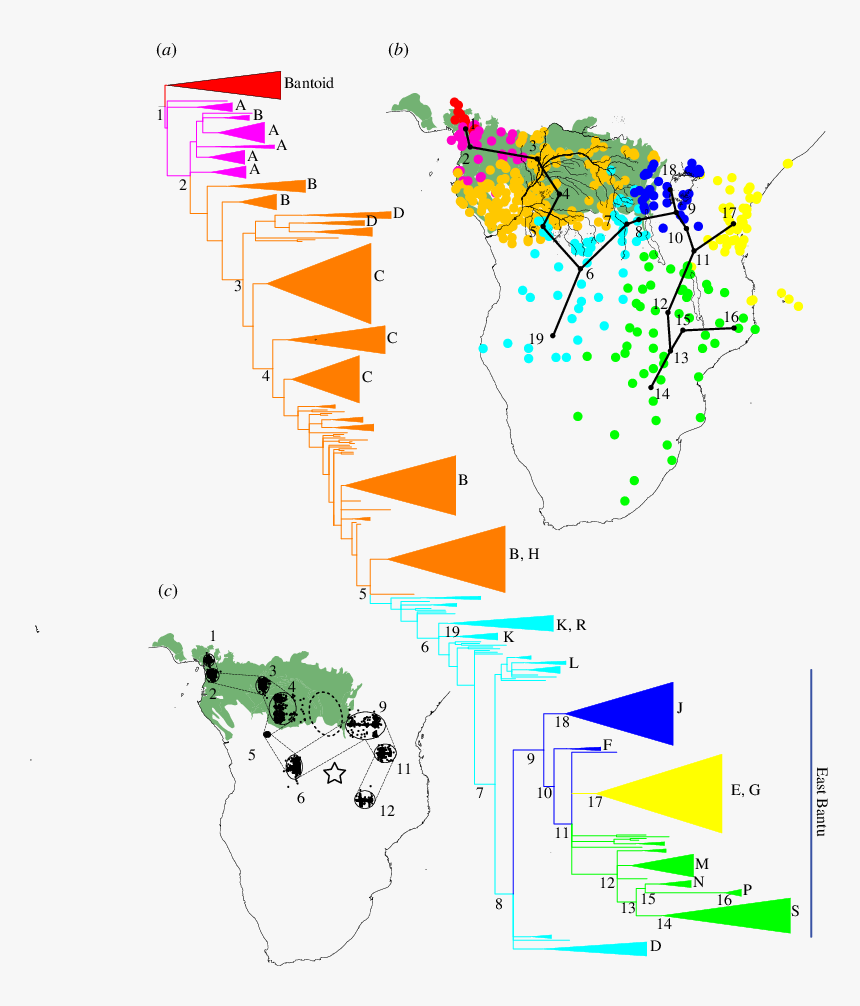 Bantu Phylogenetic Tree, HD Png Download