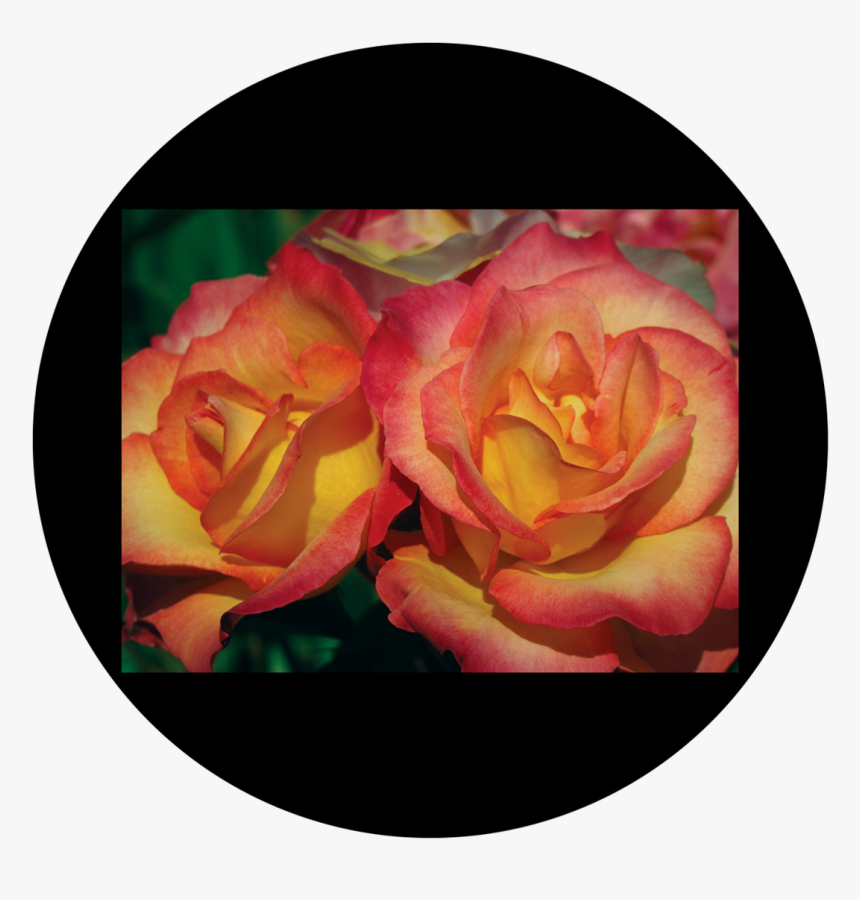 Apollo D - Antonakos - Amber Rose - Csds-8025 - Garden Roses, HD Png Download