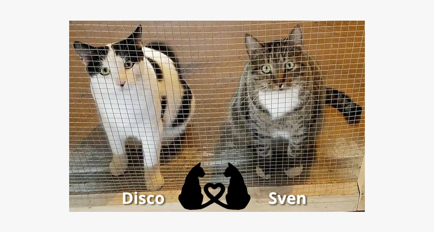 Double The Love Adopt This Cat Bromance Couple, HD Png Download