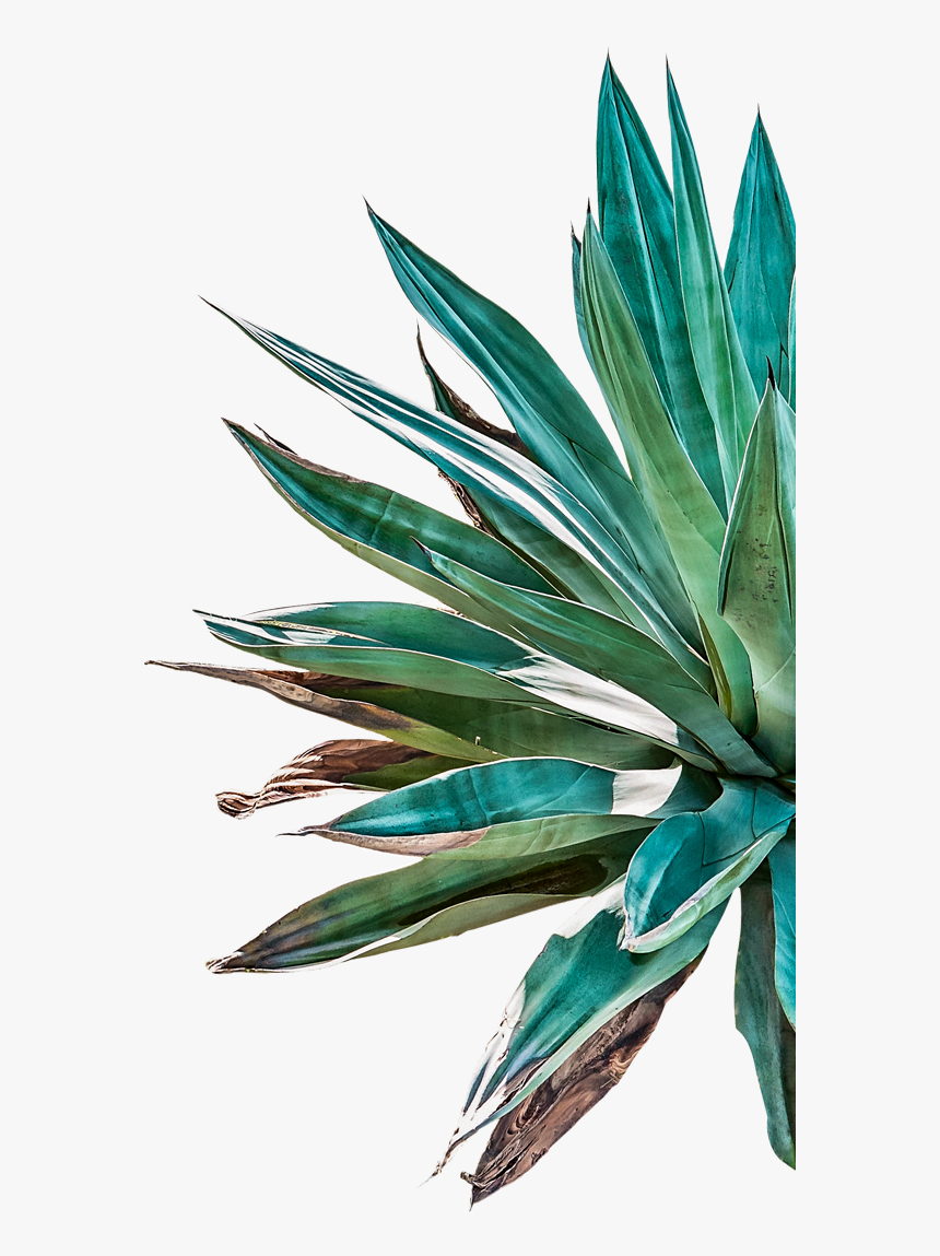 Telefono Vector Png -pulque Png, Transparent Png - Agave Png, Png Download