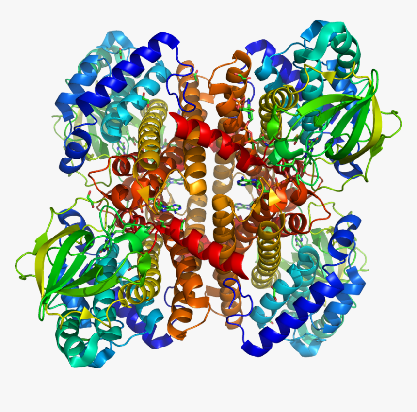 Protein Acad8 Pdb 1rx0 - Creative Arts, HD Png Download