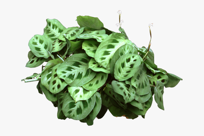 Maranta Leuconeura, HD Png Download