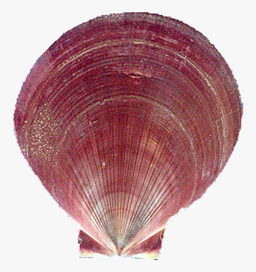 Purple Moon, HD Png Download