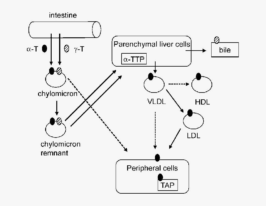 Diagram, HD Png Download