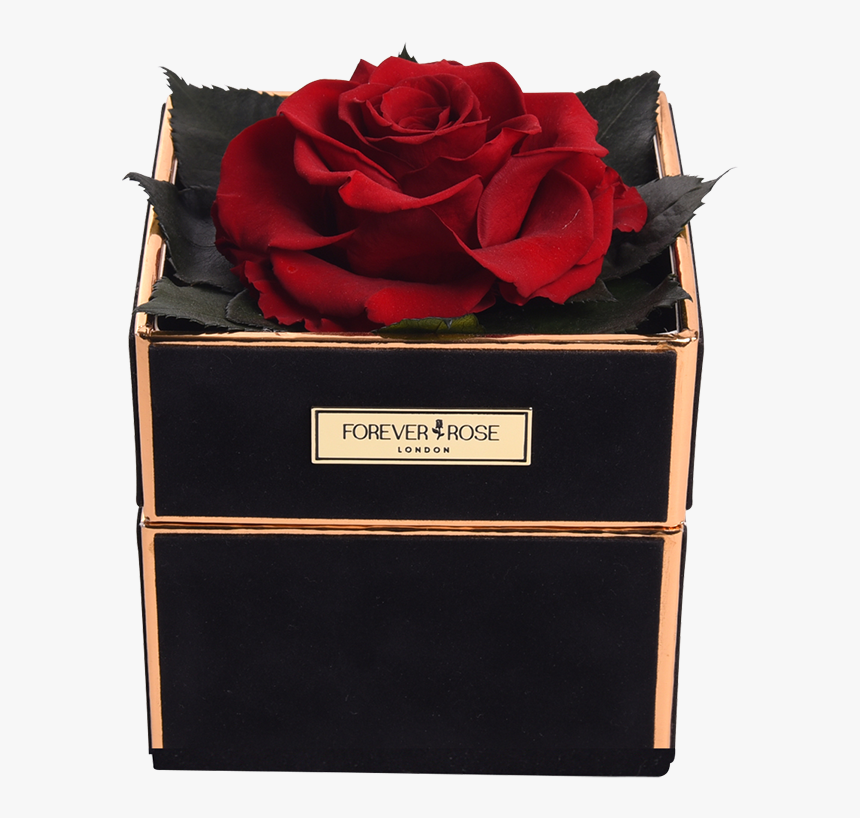 Transparent Single Rose Png - Garden Roses, Png Download