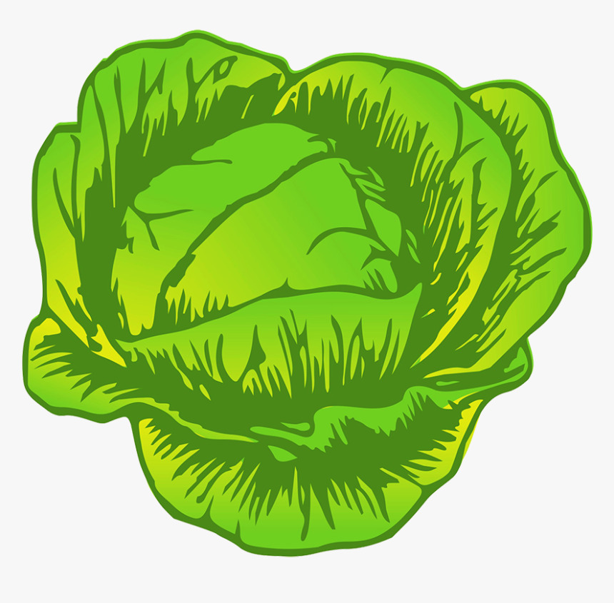 Cabbage Drawing - Cabbage Clipart, HD Png Download
