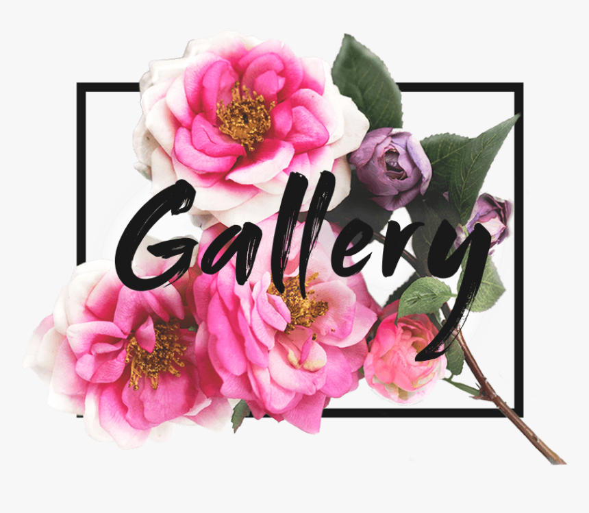 Hybrid Tea Rose, HD Png Download