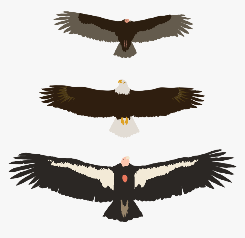 Picture - Golden Eagle, HD Png Download