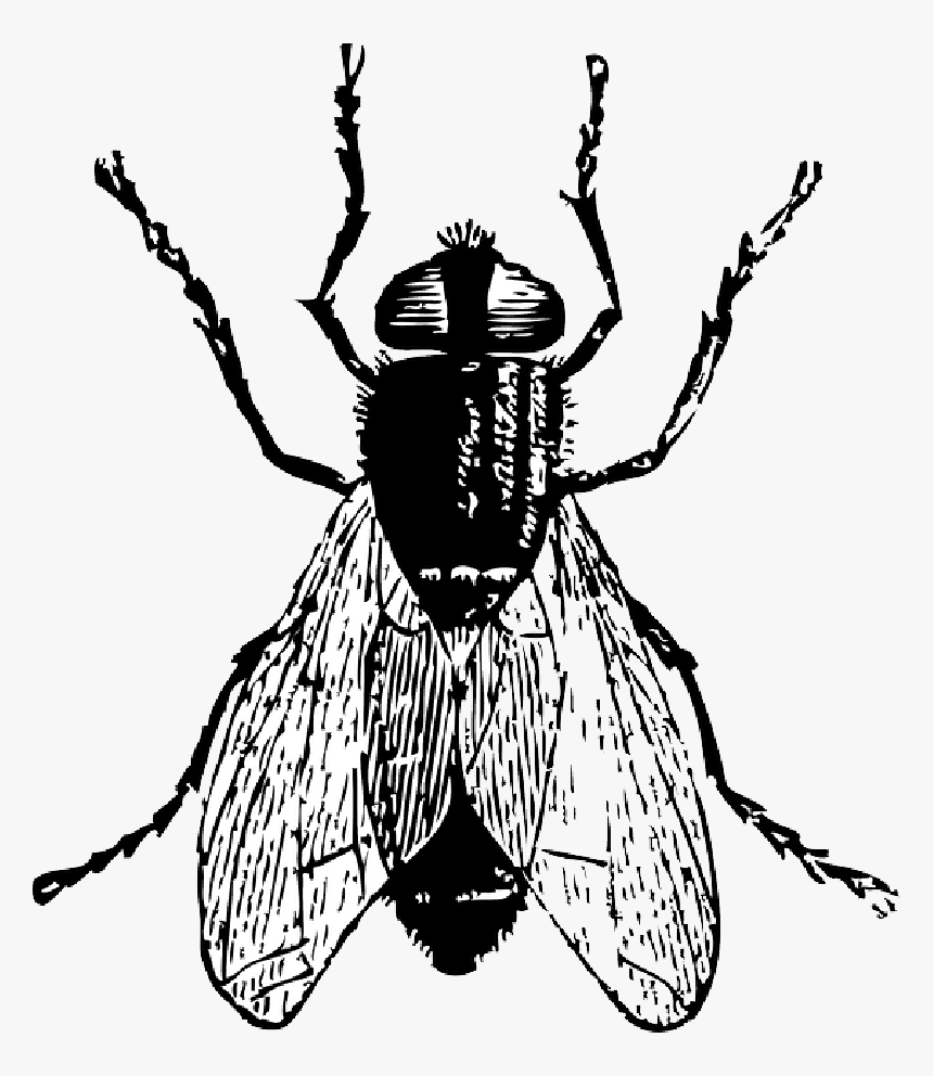Ghostface Drawing Bug Graphic Royalty Free - Fly In Black And White, HD Png Download