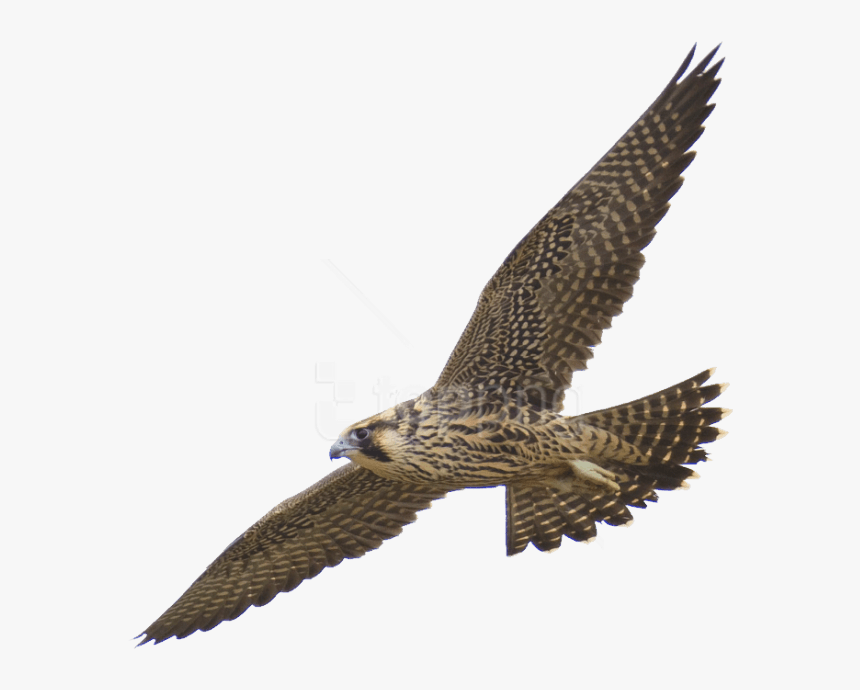Free Png Download Falcon Png Images Background Png - Peregrine Falcon Transparent Background, Png Download