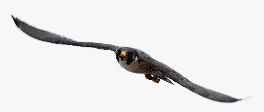 Peregrine Falcon, HD Png Download