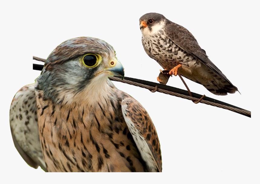 Falconiformes Png, Transparent Png