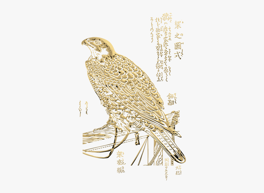 Parrot, HD Png Download