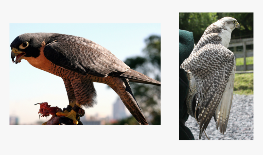 Picture - Do Peregrine Falcons In Yellowstone National Park, HD Png Download