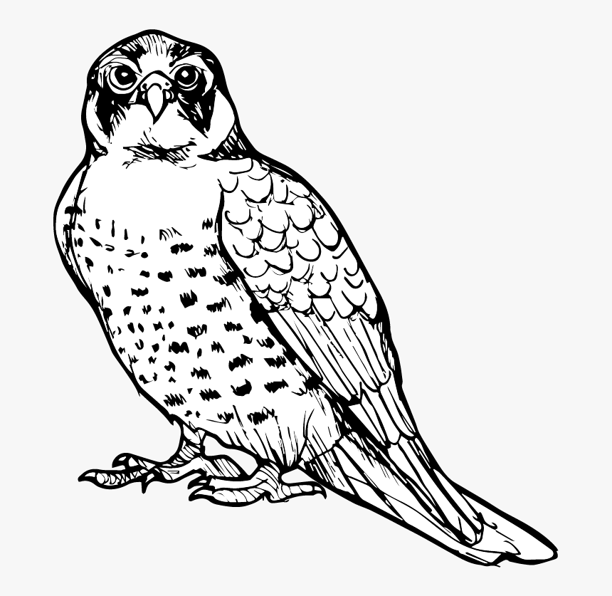 Parrot, HD Png Download