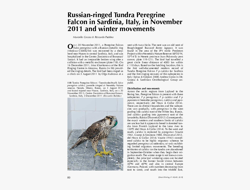 Red-tailed Hawk, HD Png Download