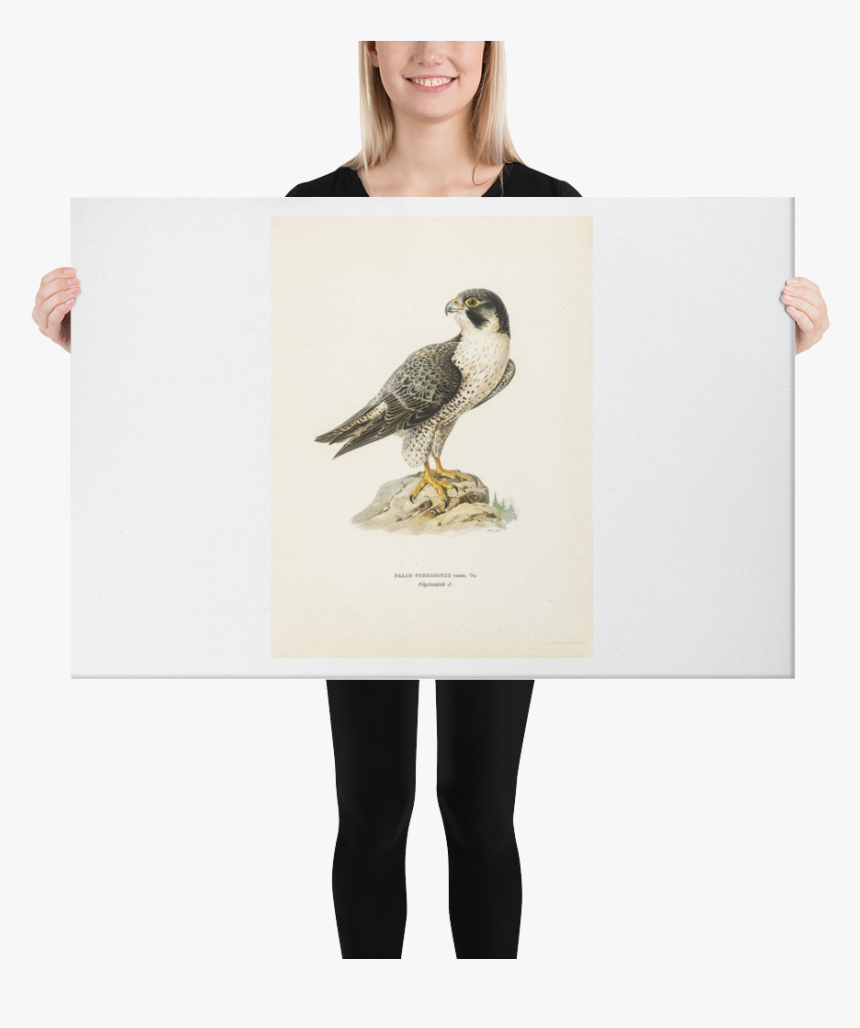 Ford A 1930 Vector, HD Png Download