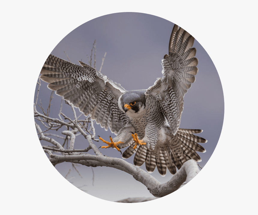 Falcon Photography, HD Png Download