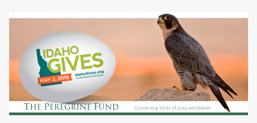 Sharp Shinned Hawk, HD Png Download