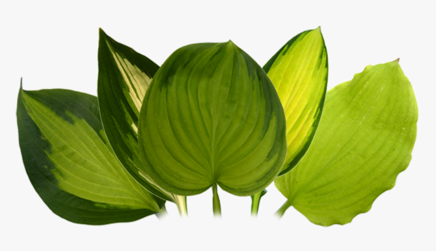 - Portable Network Graphics , Png Download - Smooth Solomon's Seal, Transparent Png