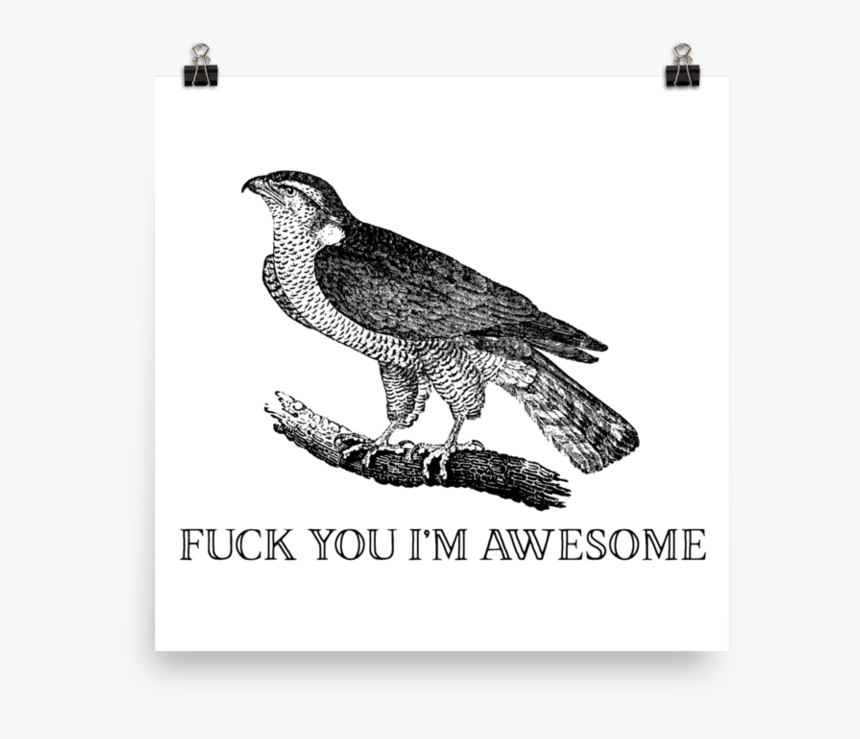 Awesome 
 Srcset Data - Red-tailed Hawk, HD Png Download