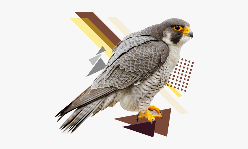 Hawk, HD Png Download