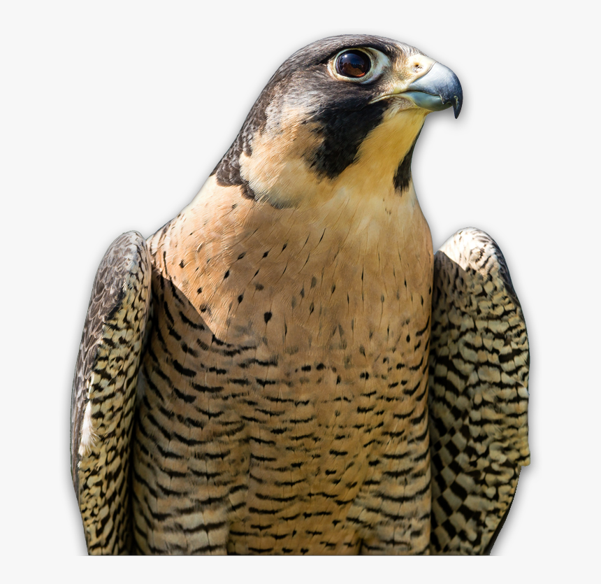 Hawk, HD Png Download