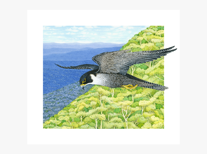 Image Of Peregrine Falcon - Osprey, HD Png Download