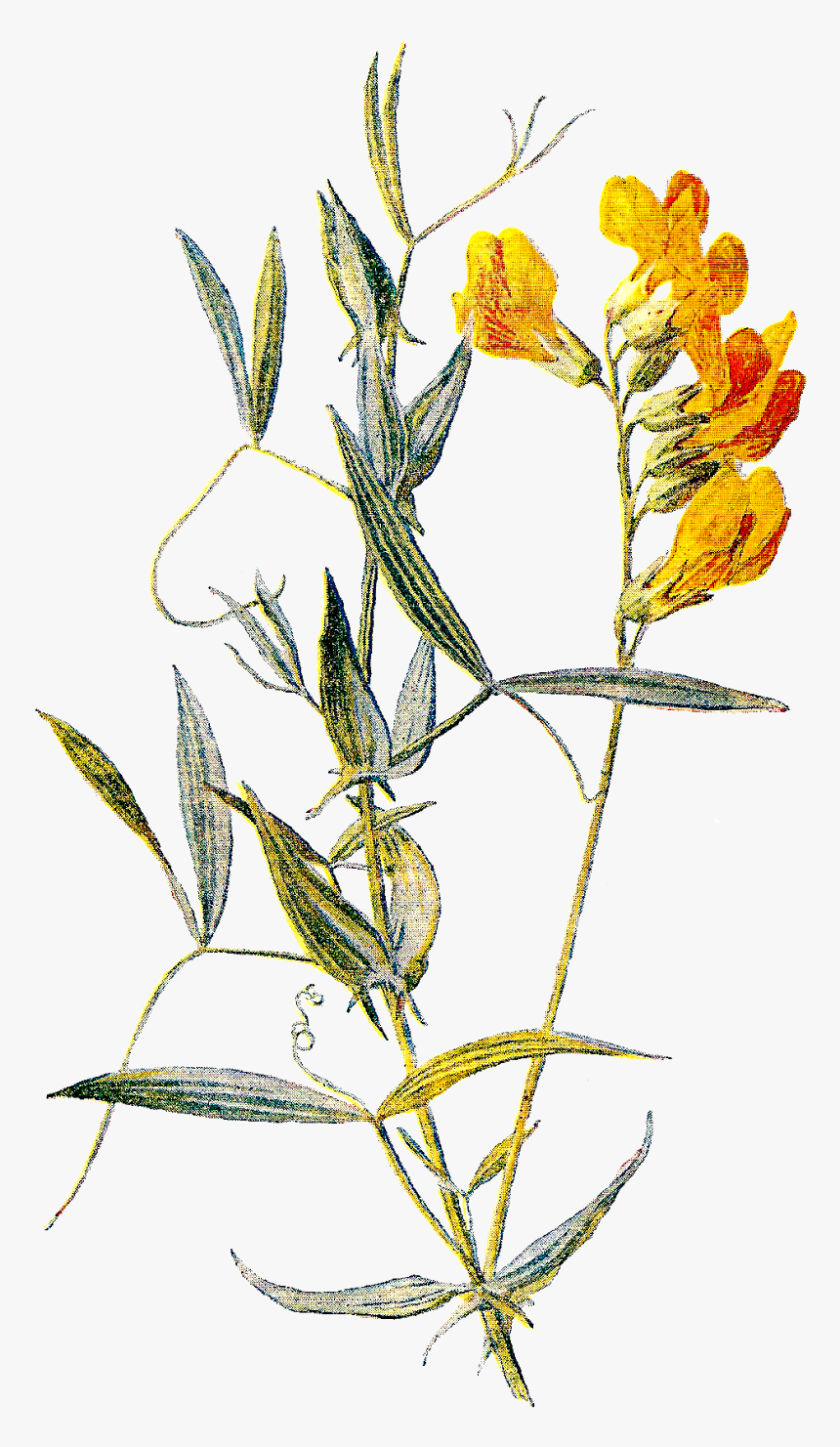 Antique Images March Flower - Sweet Pea Flower Botanical, HD Png Download