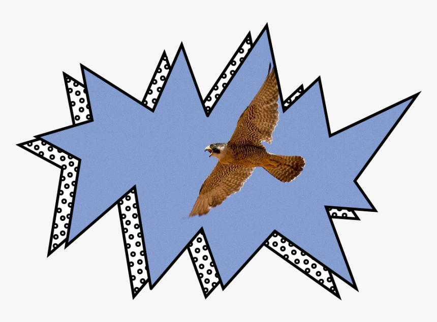 Red-tailed Hawk, HD Png Download
