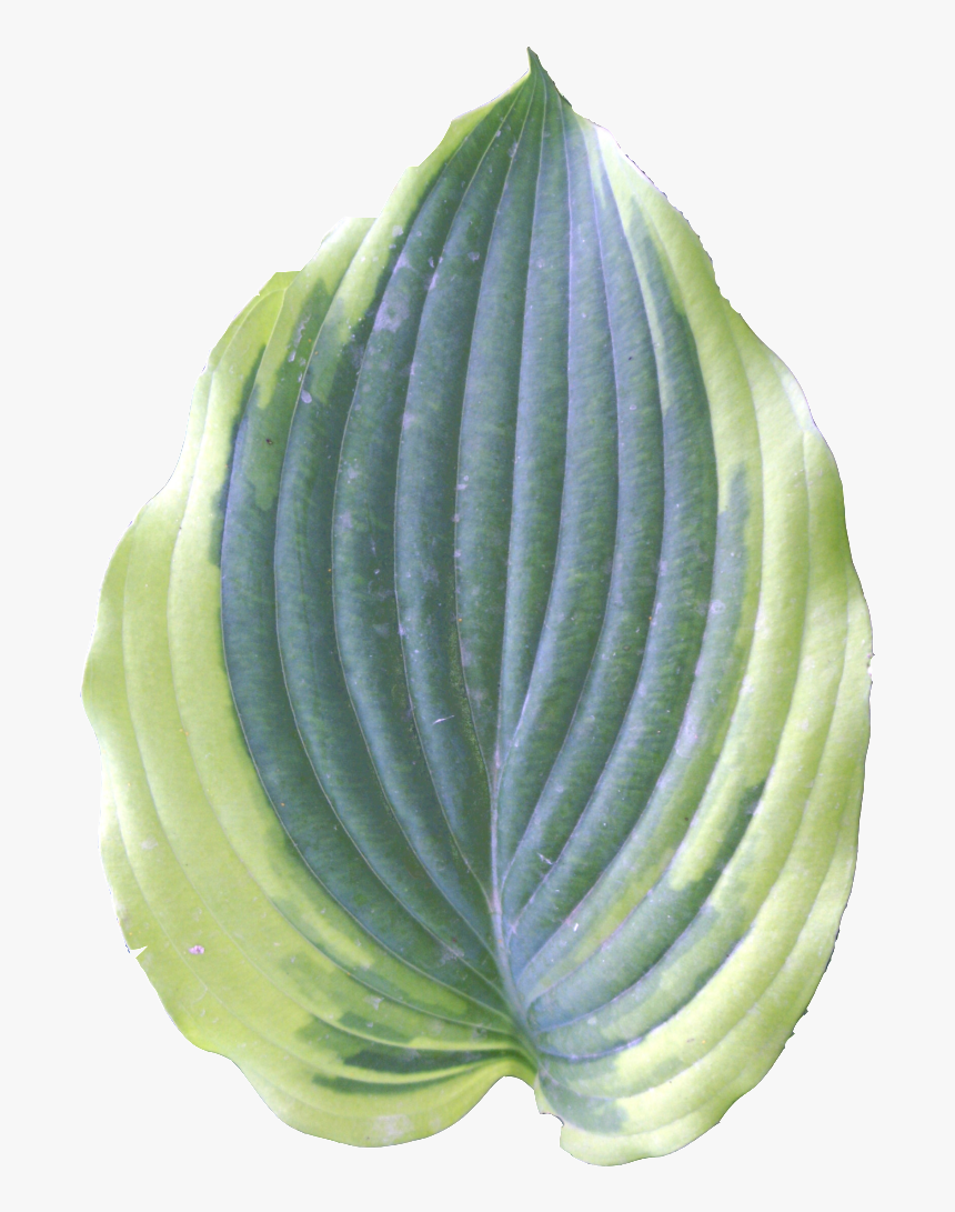 Cabbage, HD Png Download