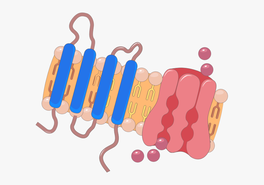 Clip Art, HD Png Download