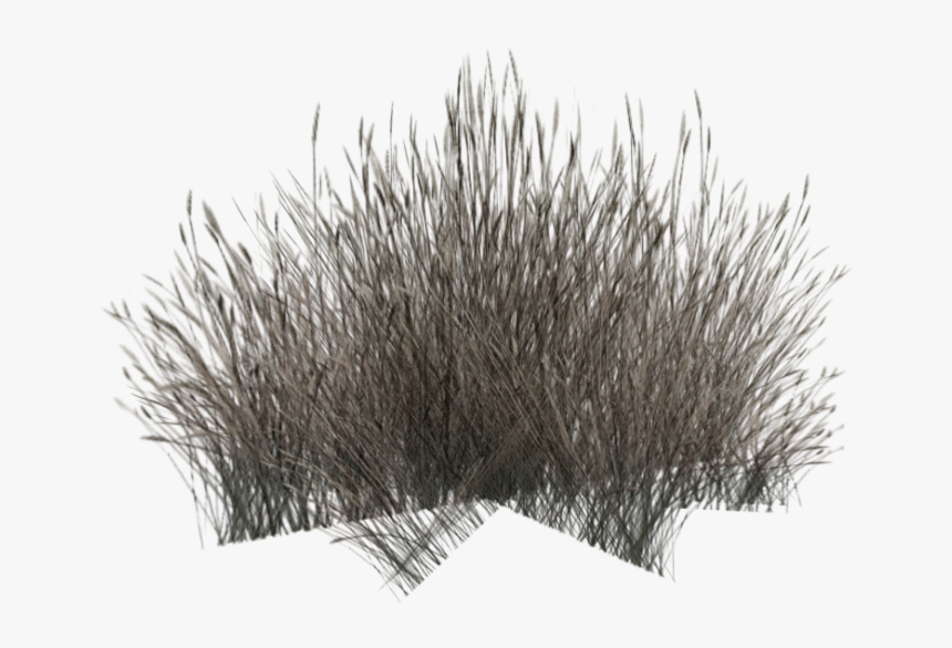 Grass3 - Grass, HD Png Download