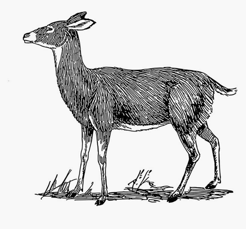 Female, Deer, Grass, Side, View, Standing, Mammal, - Deer Drawing Easy Side View, HD Png Download