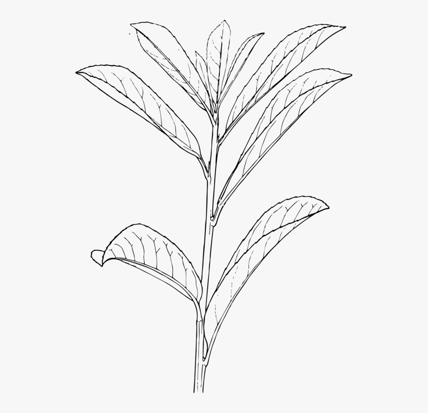 Monochrome Photography,grass Family,monochrome - Outline Of A Plant, HD Png Download