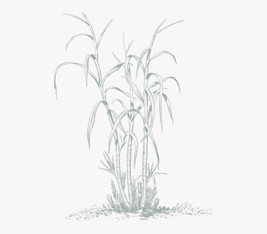 Sketch, HD Png Download