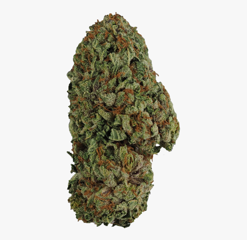 Thumb Image - Bigtree, HD Png Download