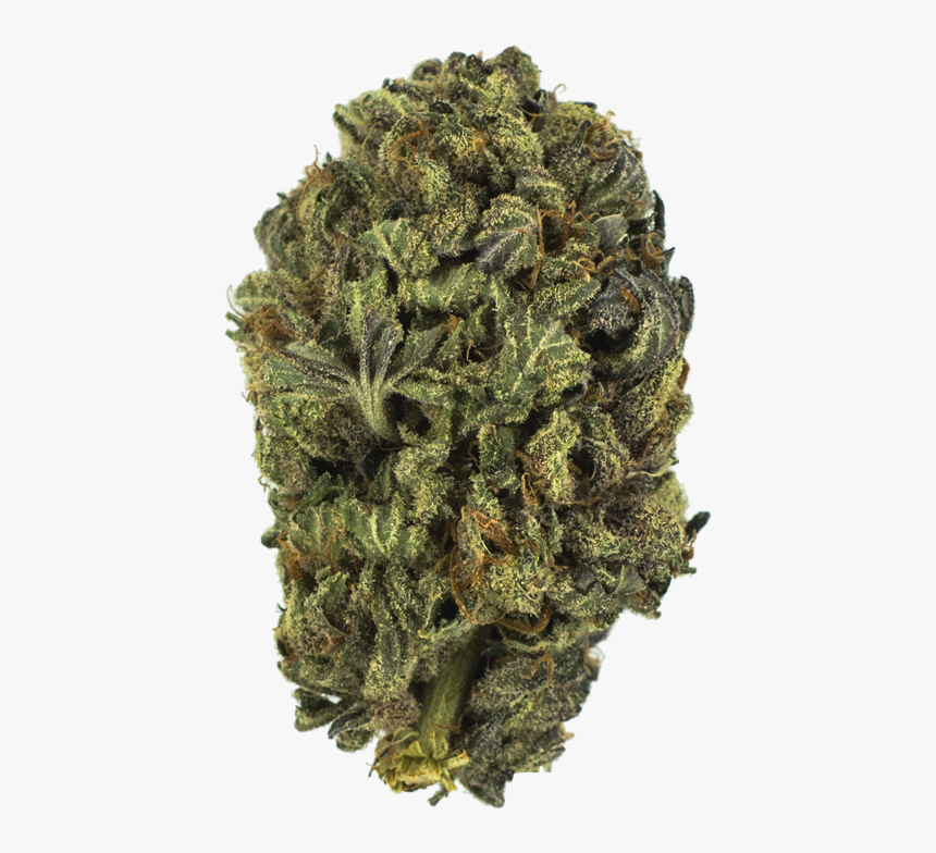 Pond Pine, HD Png Download